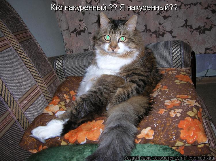 Кто накуренный ?? Я накуренный??... Котоматрица: Кто накуренный ?? Я накуренный??