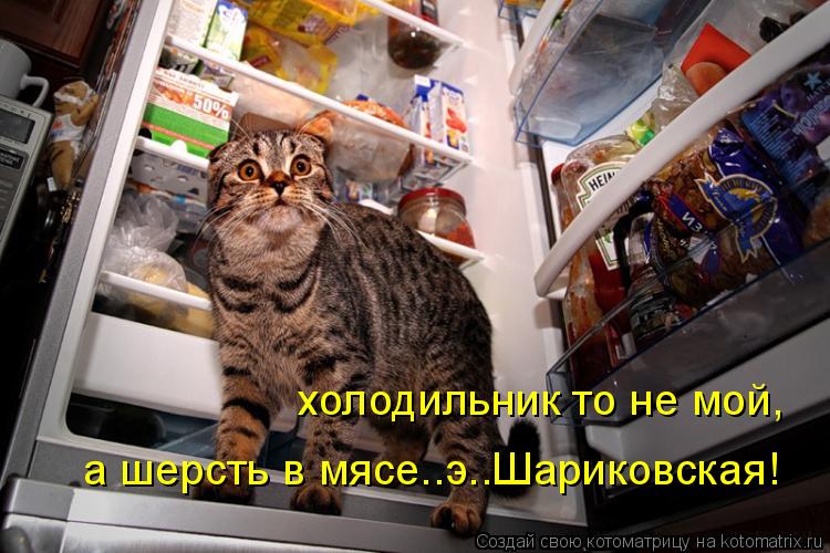 холодильник то не мой, а шерсть в мясе..э..Шариковская!... Котоматрица: холодильник то не мой, а шерсть в мясе..э..Шариковская!