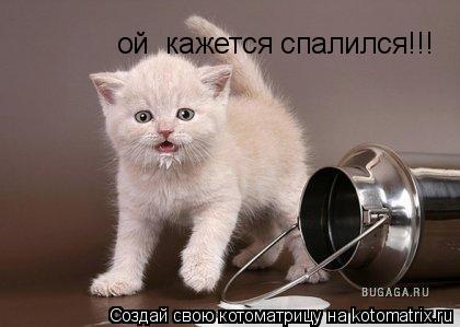 ой кажется спалился!!!... Котоматрица: ой кажется спалился!!!