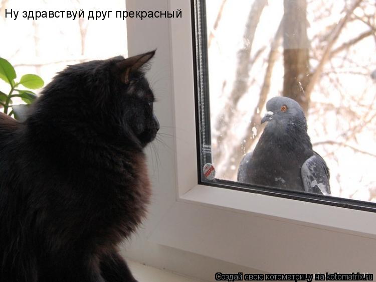 Ну здравствуй друг прекрасный... Котоматрица: Ну здравствуй друг прекрасный
