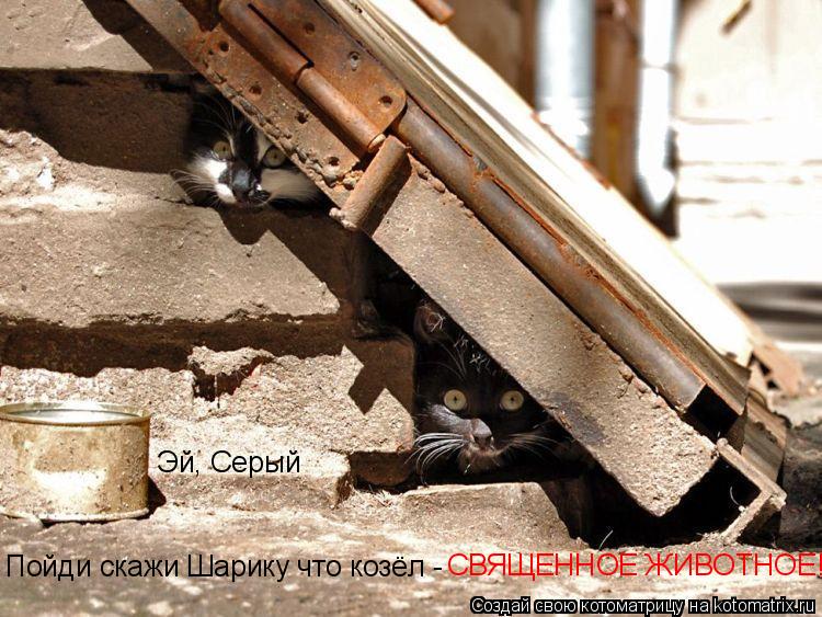 Эй, Серый Пойди скажи Шарику что козёл - СВЯЩЕННОЕ ЖИВОТНОЕ!... Котоматрица: Эй, Серый Пойди скажи Шарику что козёл - СВЯЩЕННОЕ ЖИВОТНОЕ!