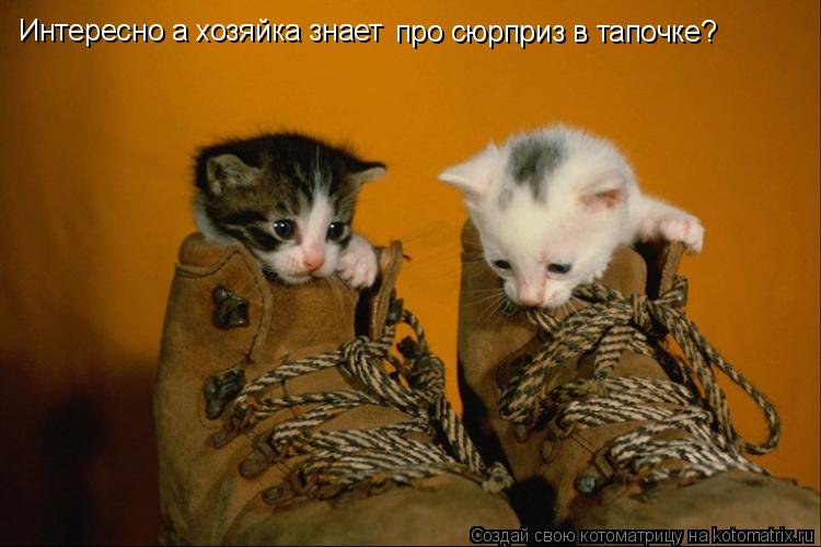 Интересно а хозяйка знает про сюрприз в тапочке?... Котоматрица: Интересно а хозяйка знает про сюрприз в тапочке?
