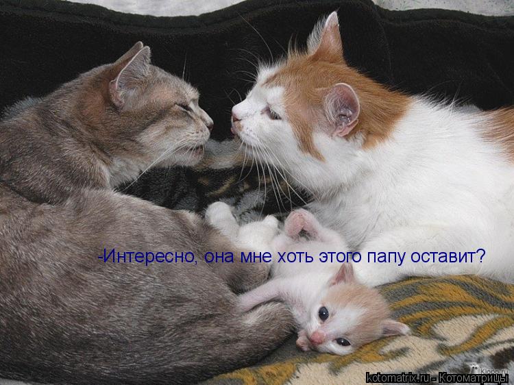 -Интересно, она мне хоть этого папу оставит?... Котоматрица: -Интересно, она мне хоть этого папу оставит?