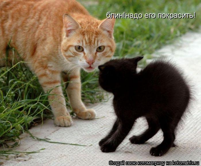 блин!надо его покрасить!... Котоматрица: блин!надо его покрасить!