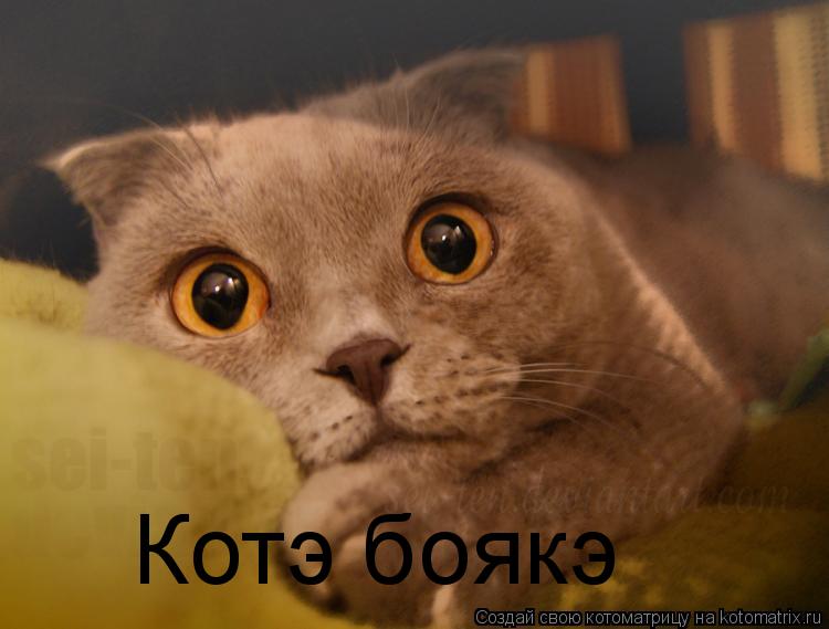 Котэ боякэ... Котоматрица: Котэ боякэ