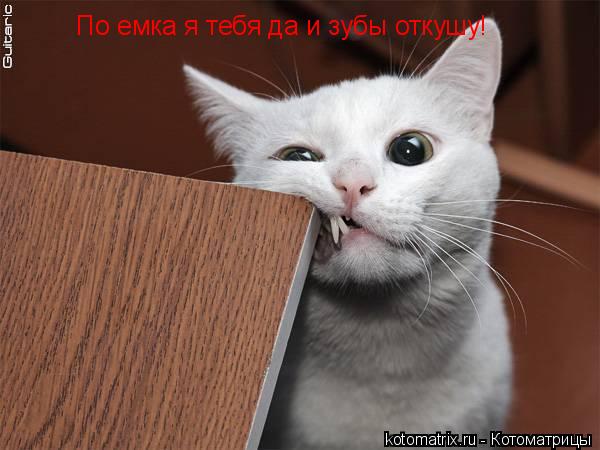 По емка я тебя да и зубы откушу!... Котоматрица: По емка я тебя да и зубы откушу!