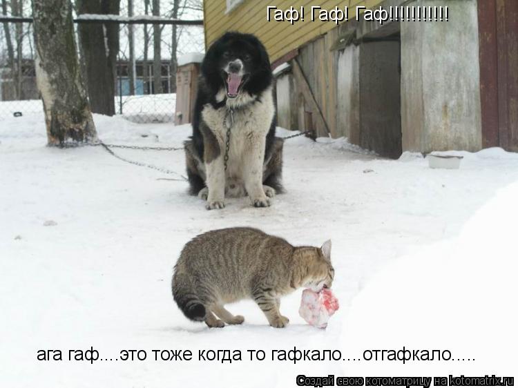 Гаф! Гаф! Гаф!!!!!!!!!!! ага гаф....это тоже когда то гафкало....отгафкало........ Котоматрица: Гаф! Гаф! Гаф!!!!!!!!!!! ага гаф....это тоже когда то гафкало....отгафкало.....