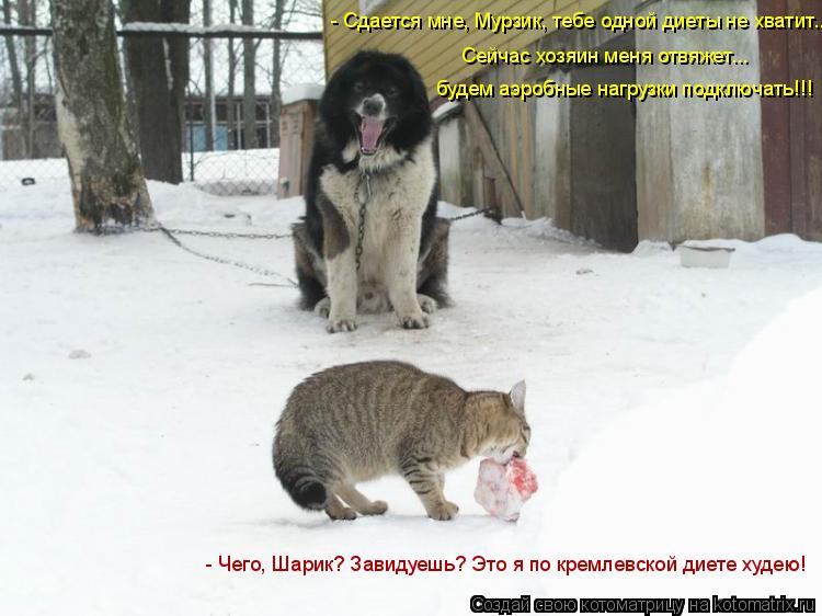 - Чего, Шарик? Завидуешь? Это я по кремлевской диете худею! - Сдается мне, Мурзик, тебе одной диеты н... Котоматрица: - Чего, Шарик? Завидуешь? Это я по кремлевской диете худею! - Сдается мне, Мурзик, тебе одной диеты не хватит... Сейчас хозяин меня отвяжет... буд