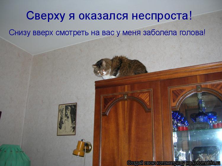 Сверху я оказался неспроста! Снизу вверх смотреть на вас у меня заболела голова!... Котоматрица: Сверху я оказался неспроста! Снизу вверх смотреть на вас у меня заболела голова!