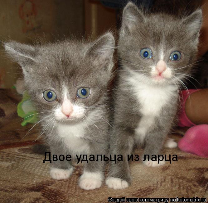 Двое удальца из ларца... Котоматрица: Двое удальца из ларца