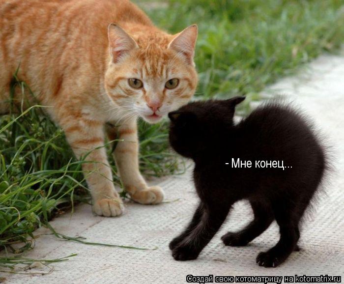 Мне конец... -... Котоматрица: Мне конец... -