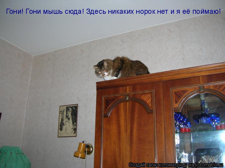 Гони! Гони мышь сюда! Здесь никаких норок нет и я её поймаю!... Котоматрица: Гони! Гони мышь сюда! Здесь никаких норок нет и я её поймаю!