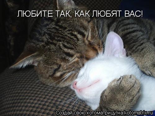 ЛЮБИТЕ ТАК, КАК ЛЮБЯТ ВАС!... Котоматрица: ЛЮБИТЕ ТАК, КАК ЛЮБЯТ ВАС!