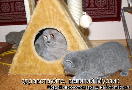 здравствуйте, великий Мурзик... Котоматрица: здравствуйте, великий Мурзик