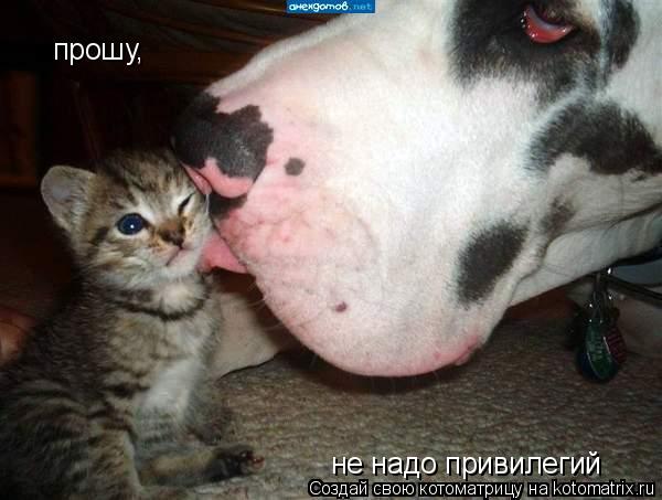 прошу, не надо привилегий... Котоматрица: прошу, не надо привилегий