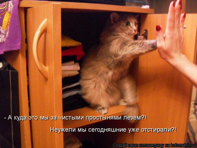 Котоматрица: - А куда это мы за чистыми простынями лезем?! Неужели мы сегодняшние уже отстирали?!