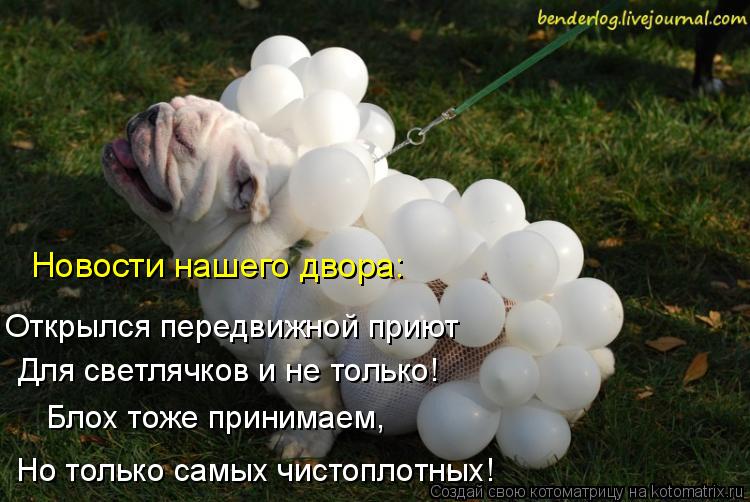 Новости нашего двора: Открылся передвижной приют Для светлячков и не только! Блох тоже принимаем, Но ... Котоматрица: Новости нашего двора: Открылся передвижной приют Для светлячков и не только! Блох тоже принимаем, Но только самых чистоплотных!