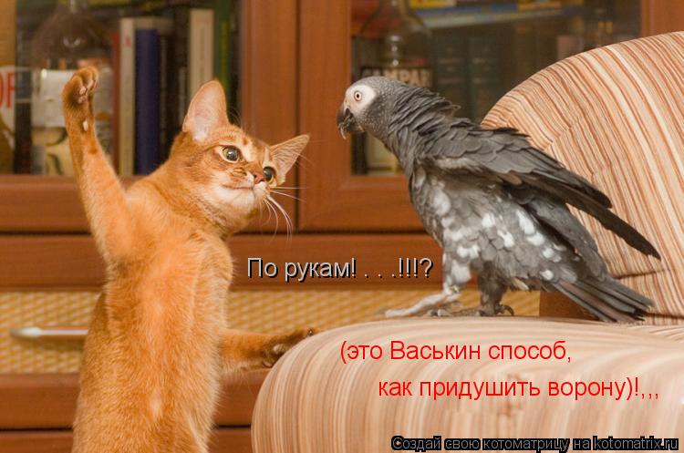 По рукам! . . .!!!? (это Васькин способ, как придушить ворону)!,,,... Котоматрица: По рукам! . . .!!!? (это Васькин способ, как придушить ворону)!,,,