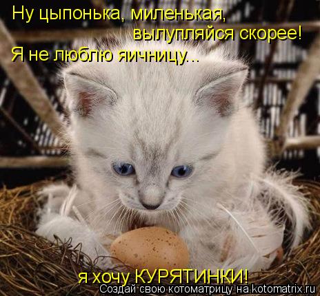 Котоматрица: Ну цыпонька, миленькая, вылупляйся скорее! Я не люблю яичницу... я хочу КУРЯТИНКИ!