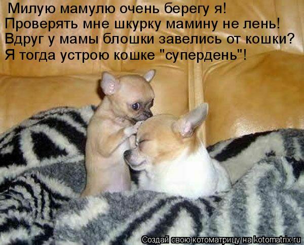 Милую мамулю очень берегу я! Проверять мне шкурку мамину не лень! Вдруг у мамы блошки завелись от кош... Котоматрица: Милую мамулю очень берегу я! Проверять мне шкурку мамину не лень! Вдруг у мамы блошки завелись от кошки? Я тогда устрою кошке "супердень"!