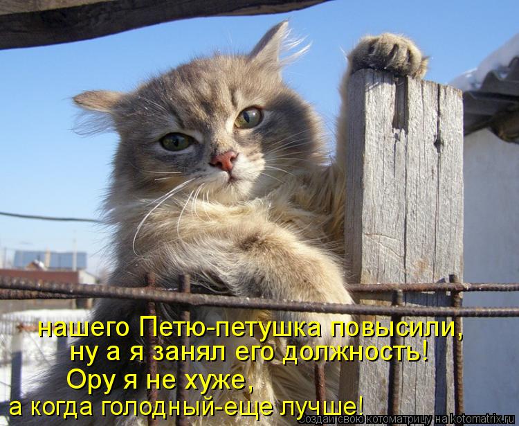 нашего Петю-петушка повысили, ну а я занял его должность! Ору я не хуже, а когда голодный-еще лучше!... Котоматрица: нашего Петю-петушка повысили, ну а я занял его должность! Ору я не хуже, а когда голодный-еще лучше!