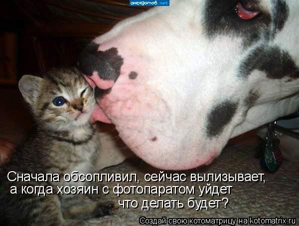 Сначала обсопливил, сейчас вылизывает, а когда хозяин с фотопаратом уйдет что делать будет?... Котоматрица: Сначала обсопливил, сейчас вылизывает, а когда хозяин с фотопаратом уйдет что делать будет?
