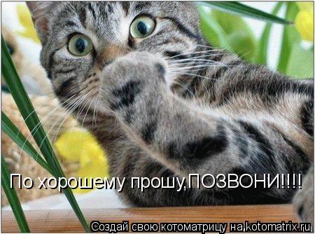 По хорошему прошу,ПОЗВОНИ!!!!... Котоматрица: По хорошему прошу,ПОЗВОНИ!!!!