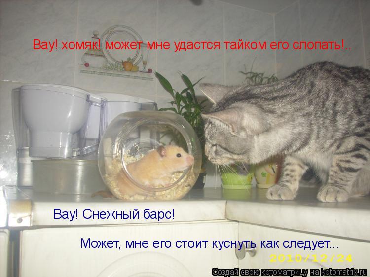 Вау! хомяк! может мне удастся тайком его слопать!.. Может, мне его стоит куснуть как следует... Вау! ... Котоматрица: Вау! хомяк! может мне удастся тайком его слопать!.. Может, мне его стоит куснуть как следует... Вау! Снежный барс!