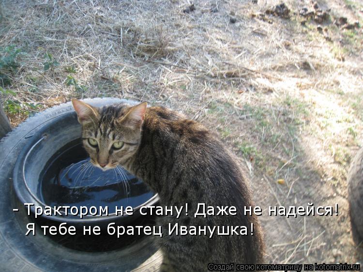 - Трактором не стану! Даже не надейся! Я тебе не братец Иванушка!... Котоматрица: - Трактором не стану! Даже не надейся! Я тебе не братец Иванушка!