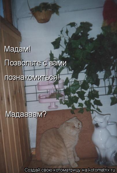 Мадам! Позвольте с вами познакомиться! Мадаааам?... Котоматрица: Мадам! Позвольте с вами познакомиться! Мадаааам?