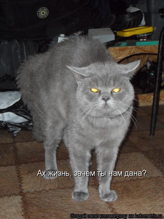 Ах жизнь, зачем ты нам дана?... Котоматрица: Ах жизнь, зачем ты нам дана?