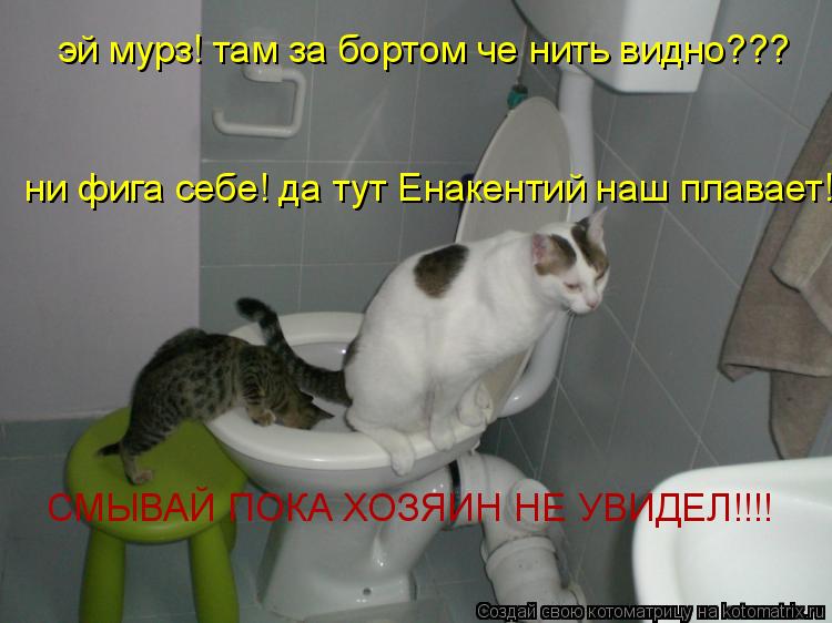 эй мурз! там за бортом че нить видно??? ни фига себе! да тут Енакентий наш плавает! СМЫВАЙ ПОКА ХОЗЯИ... Котоматрица: эй мурз! там за бортом че нить видно??? ни фига себе! да тут Енакентий наш плавает! СМЫВАЙ ПОКА ХОЗЯИН НЕ УВИДЕЛ!!!!