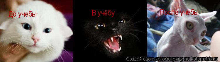 До учебы В учёбу После учёбы... Котоматрица: До учебы В учёбу После учёбы