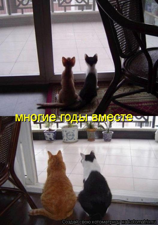 многие годы вместе... Котоматрица: многие годы вместе