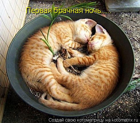 Первая брачная ночь........ Котоматрица: Первая брачная ночь.....