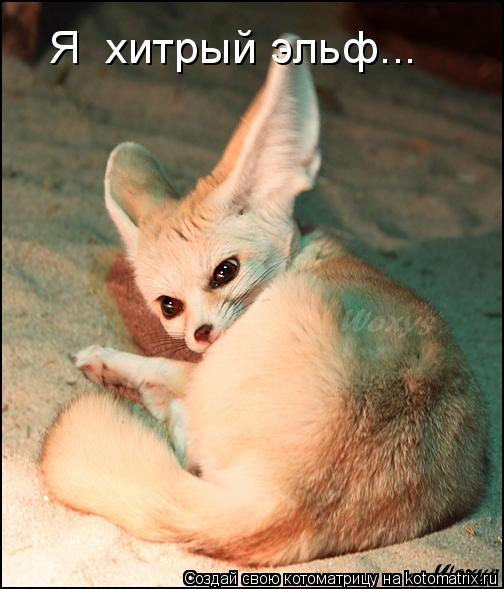 Я хитрый эльф...... Котоматрица: Я хитрый эльф...
