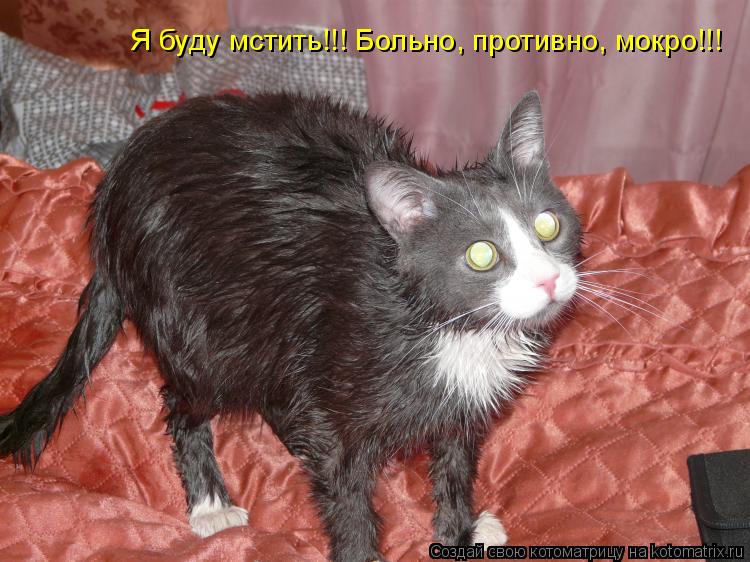 Я буду мстить!!! Больно, противно, мокро!!!... Котоматрица: Я буду мстить!!! Больно, противно, мокро!!!
