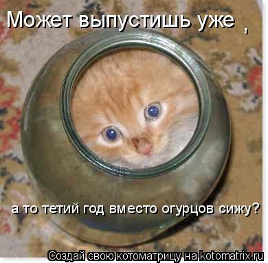 Может выпустишь уже , а то тетий год вместо огурцов сижу?... Котоматрица: Может выпустишь уже , а то тетий год вместо огурцов сижу?
