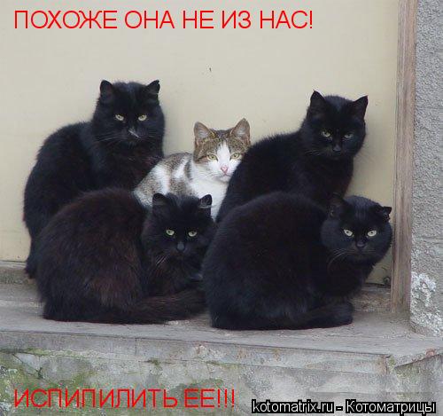 ПОХОЖЕ ОНА НЕ ИЗ НАС! ИСПИПИЛИТЬ ЕЕ!!!... Котоматрица: ПОХОЖЕ ОНА НЕ ИЗ НАС! ИСПИПИЛИТЬ ЕЕ!!!