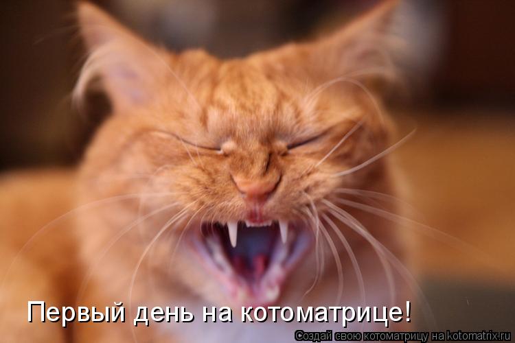 Первый день на котоматрице!... Котоматрица: Первый день на котоматрице!