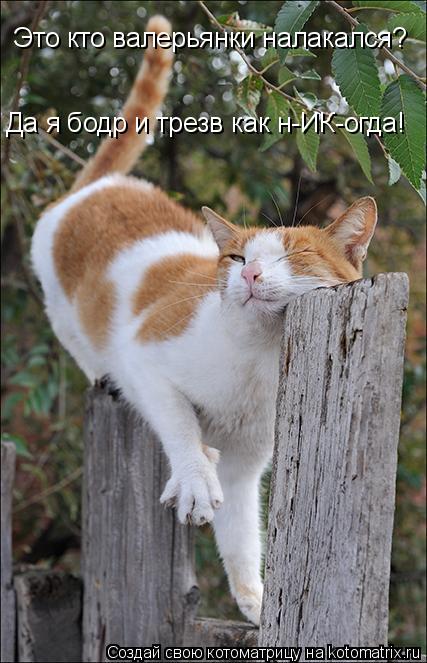 Это кто валерьянки налакался? Да я бодр и трезв как н-ИК-огда!... Котоматрица: Это кто валерьянки налакался? Да я бодр и трезв как н-ИК-огда!