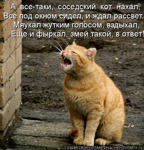 А все-таки, соседский кот нахал, Мяукал жутким голосом, вздыхал, Еще и фыркал, змей такой, в от... Котоматрица: А все-таки, соседский кот нахал, Мяукал жутким голосом, вздыхал, Еще и фыркал, змей такой, в ответ! Все под окном сидел, и ждал рассвет.