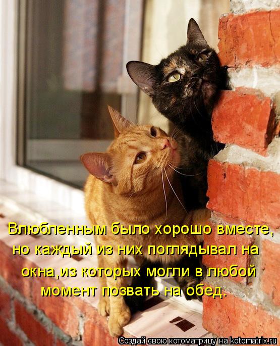 Влюбленным было хорошо вместе, но каждый из них поглядывал на момент позвать на обед. окна,из которых... Котоматрица: Влюбленным было хорошо вместе, но каждый из них поглядывал на момент позвать на обед. окна,из которых могли в любой