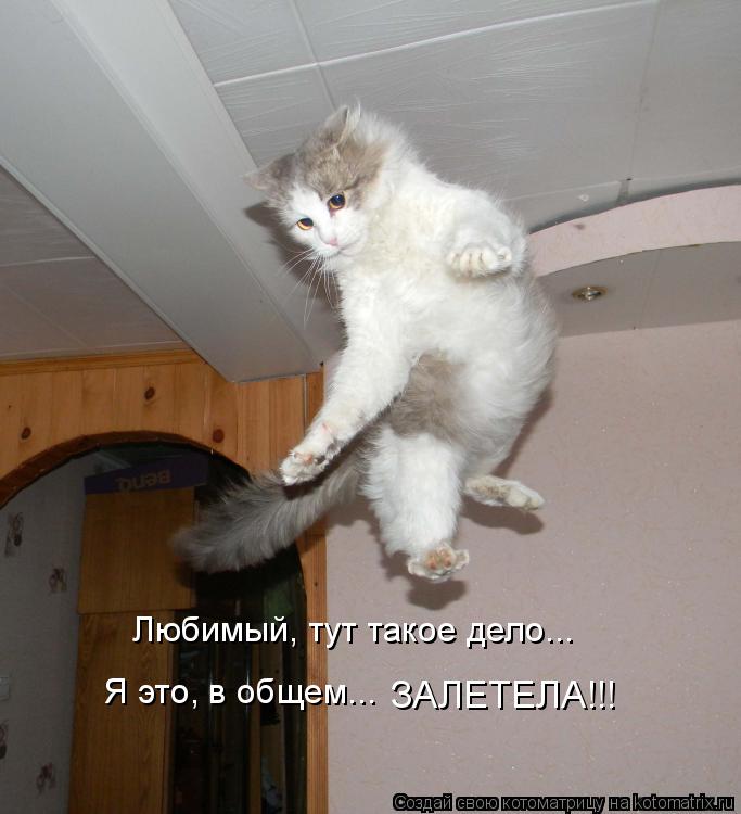 Любимый, тут такое дело... Я это, в общем... ЗАЛЕТЕЛА!!!... Котоматрица: Любимый, тут такое дело... Я это, в общем... ЗАЛЕТЕЛА!!!