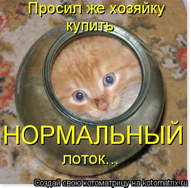 Просил же хозяйку купить НОРМАЛЬНЫЙ лоток...... Котоматрица: Просил же хозяйку купить НОРМАЛЬНЫЙ лоток...