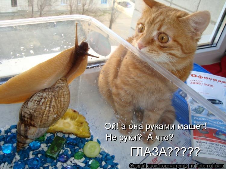 Ой! а она руками машет! Не руки? А что? ГЛАЗА?????... Котоматрица: Ой! а она руками машет! Не руки? А что? ГЛАЗА?????