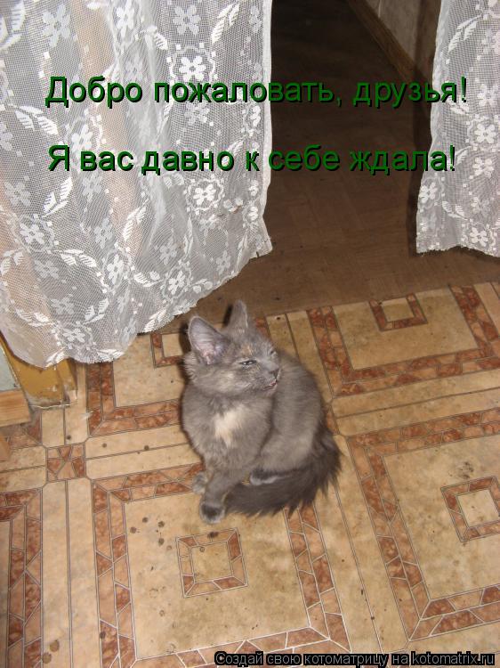 Добро пожаловать, друзья! Я вас давно к себе ждала!... Котоматрица: Добро пожаловать, друзья! Я вас давно к себе ждала!