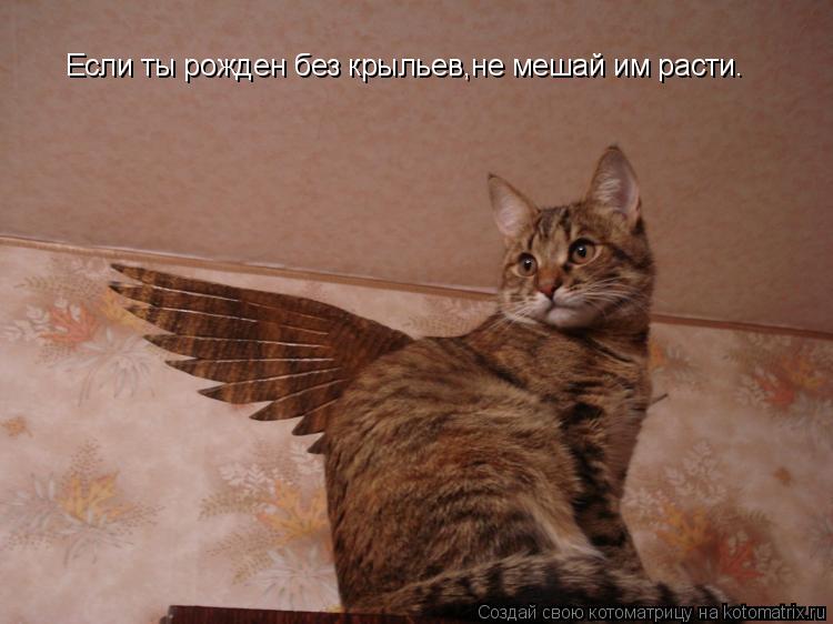 Если ты рожден без крыльев,не мешай им расти.... Котоматрица: Если ты рожден без крыльев,не мешай им расти.