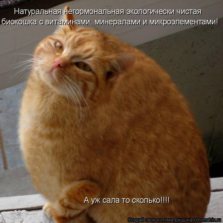 Натуральная негормональная экологически чистая биокошка с витаминами, минералами и микроэлементами! ... Котоматрица: Натуральная негормональная экологически чистая биокошка с витаминами, минералами и микроэлементами! А уж сала то сколько!!!!