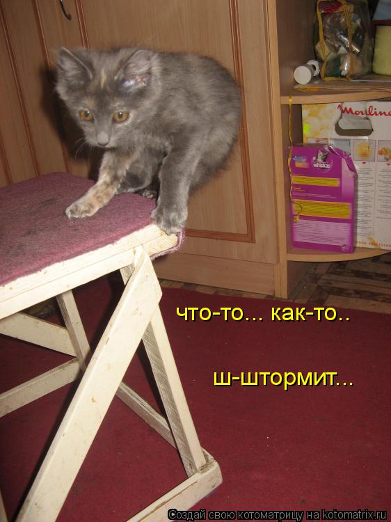 что-то... как-то.. ш-штормит...... Котоматрица: что-то... как-то.. ш-штормит...